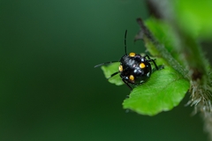 Heteroptera