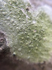 Pertusaria xanthodes