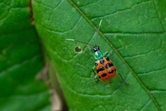 Diabrotica limitata