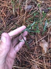 Euphorbia discoidalis