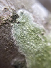 Pertusaria xanthodes