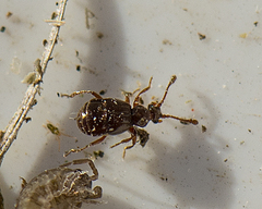 Brachygluta fossulata