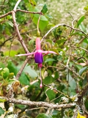 Fuchsia magellanica