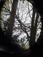 Dendrocopos major