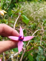 Fuchsia magellanica