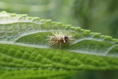 Epilachna maculicollis