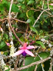 Fuchsia magellanica