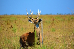Blastocerus dichotomus