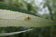 Epilachna maculicollis