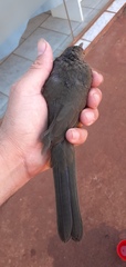 Turdus rufiventris
