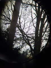Dendrocopos major
