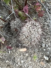Mammillaria hutchisoniana