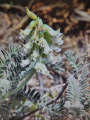 Astragalus trichopodus