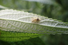 Epilachna maculicollis