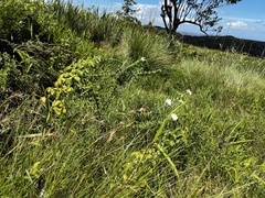 Lasiosiphon calocephalus