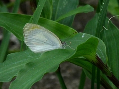 Eurema elathea