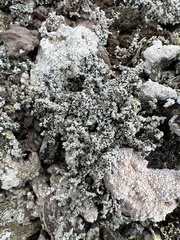 Stereocaulon vesuvianum