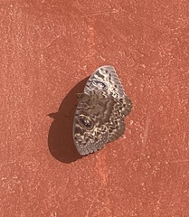 Erebus walkeri
