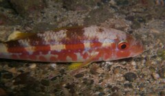 Mulloidichthys dentatus