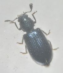 Necrobia violacea