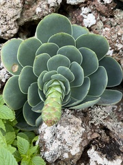 Aeonium aureum