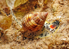 Nassarius particeps