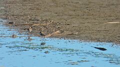 Charadriiformes