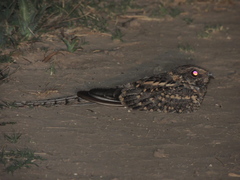 Hydropsalis torquata