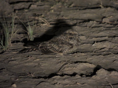 Caprimulgidae