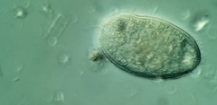 Spathidiopsis socialis