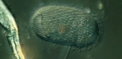 Spathidiopsis socialis