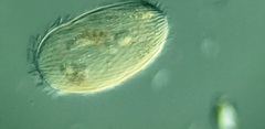 Spathidiopsis socialis