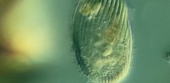 Spathidiopsis socialis