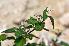 Solanum nigrum