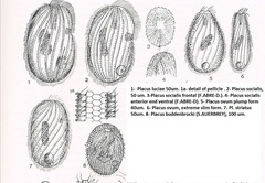 Spathidiopsis socialis