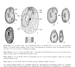 Spathidiopsis socialis