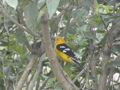 Pheucticus chrysogaster