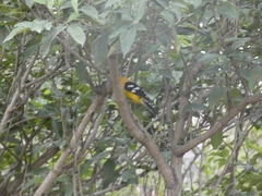 Pheucticus chrysogaster