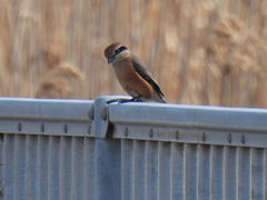 Lanius bucephalus bucephalus