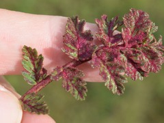 Synchytrium papillatum