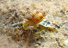 Nassarius particeps