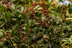 Zanthoxylum zanthoxyloides