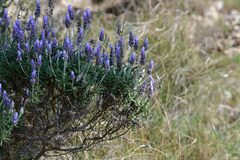 Lavandula dentata