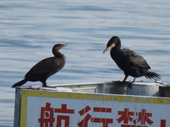 Phalacrocorax carbo hanedae