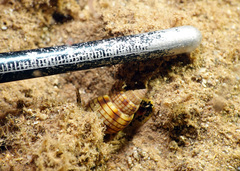 Nassarius particeps