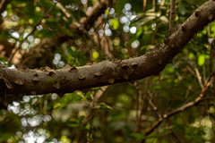 Zanthoxylum zanthoxyloides