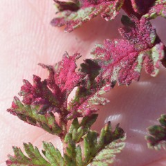 Synchytrium papillatum