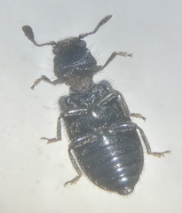 Necrobia violacea