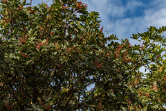 Zanthoxylum zanthoxyloides