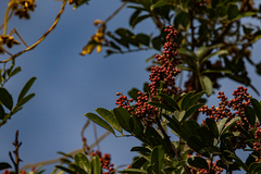 Zanthoxylum zanthoxyloides